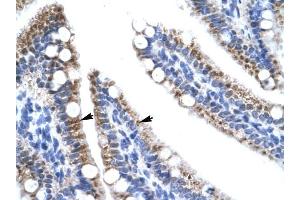 Image no. 1 for anti-Zinc Finger Protein 12 (ZNF12) (N-Term) antibody (ABIN925800)