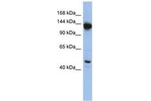 Image no. 1 for anti-Nardilysin (N-Arginine Dibasic Convertase) (NRD1) (AA 1079-1128) antibody (ABIN6744312)