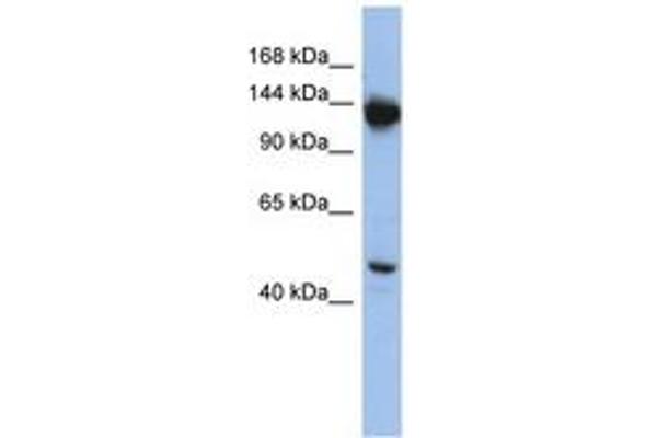 NRD1 antibody  (AA 1079-1128)