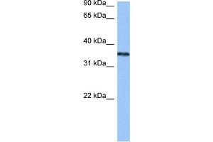 Image no. 2 for anti-Heterogeneous Nuclear Ribonucleoprotein A2/B1 (HNRNPA2B1) (N-Term) antibody (ABIN2776584)