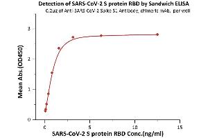 SARS-CoV-2 Spike S1 anticorps
