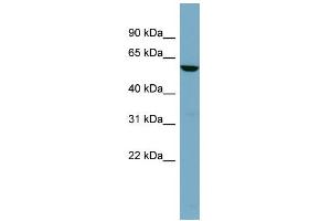 Image no. 2 for anti-Fucosidase, alpha-L- 1, Tissue (FUCA1) (Middle Region) antibody (ABIN2785640)