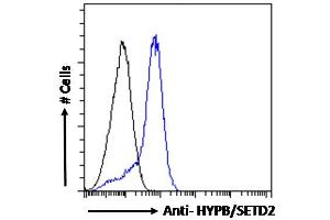 Image no. 2 for anti-SET Domain Containing 2 (SETD2) (Internal Region) antibody (ABIN238587)