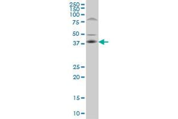 FRA10AC1 antibody  (AA 1-100)