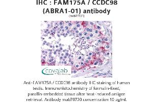 Image no. 1 for anti-Family with Sequence Similarity 175, Member A (FAM175A) (AA 1-313) antibody (ABIN1723577)