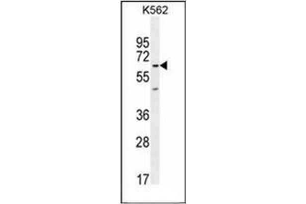 KBTBD5 antibody  (Middle Region)