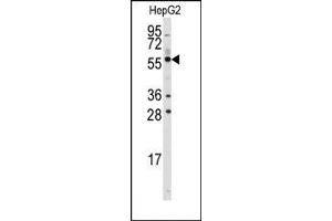 Image no. 1 for anti-Aldehyde Dehydrogenase 3 Family, Member B1 (ALDH3B1) (C-Term) antibody (ABIN360239)