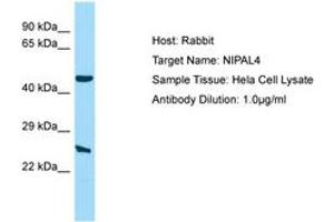NIPAL4 antibody  (AA 21-70)