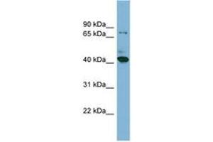 Image no. 1 for anti-HERPUD Family Member 2 (HERPUD2) (N-Term) antibody (ABIN6742038)