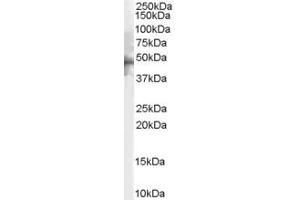 Image no. 1 for anti-Serotonin Receptor 1B (HTR1B) (C-Term) antibody (ABIN185637)