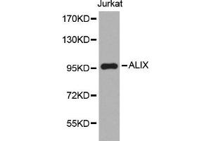 Image no. 1 for anti-Programmed Cell Death 6 Interacting Protein (PDCD6IP) antibody (ABIN1512565)