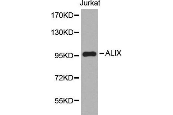 ALIX Antikörper  (AA 1-180)