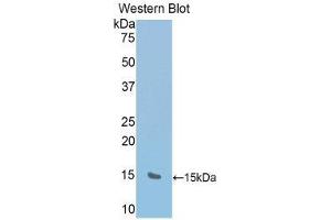 Image no. 1 for anti-RalA Binding Protein 1 (RALBP1) (AA 527-626) antibody (ABIN1176613)