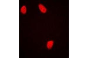 Image no. 1 for anti-NUDC antibody (ABIN3198236)
