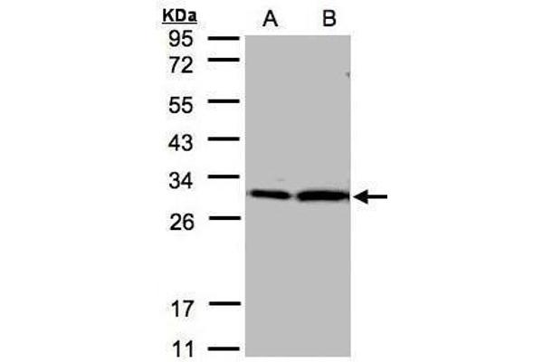 14-3-3 zeta anticorps  (Center)