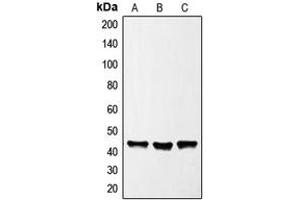 Image no. 3 for anti-GATA Binding Protein 1 (Globin Transcription Factor 1) (GATA1) (Center) antibody (ABIN2706212)