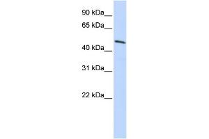 Image no. 1 for anti-Homeobox B3 (HOXB3) (N-Term) antibody (ABIN2777224)