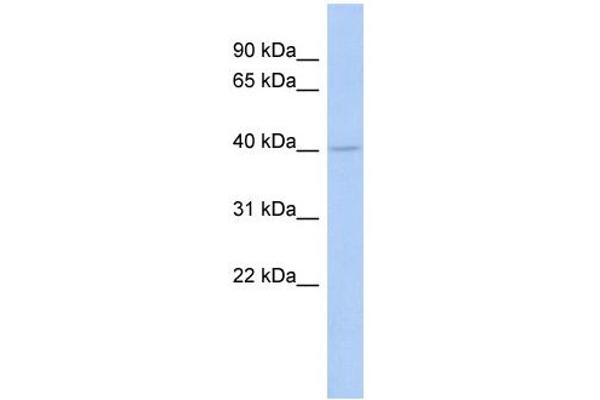 anti-Coenzyme Q2 Homolog, Prenyltransferase (COQ2) (Middle Region) antibody