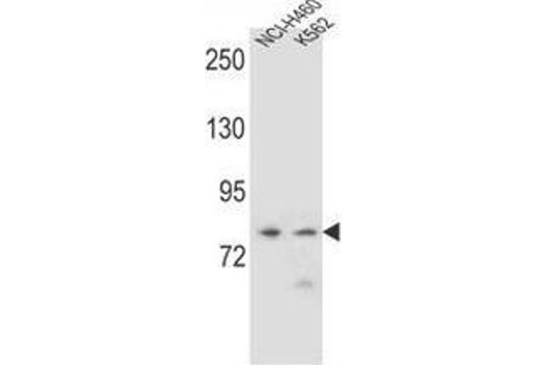 anti-Protocadherin alpha 9 (PCDHA9) (AA 233-26), (N-Term) antibody