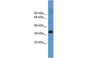 Image no. 1 for anti-Adenosine A2b Receptor (ADORA2B) (C-Term) antibody (ABIN2788277)
