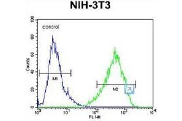 anti-Homeobox and Leucine Zipper Encoding (HOMEZ) (AA 137-166), (N-Term) antibody