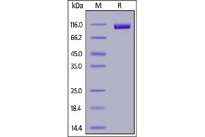Image no. 1 for CD22 Molecule (CD22) (AA 20-687) protein (His tag,FITC) (ABIN6253202)