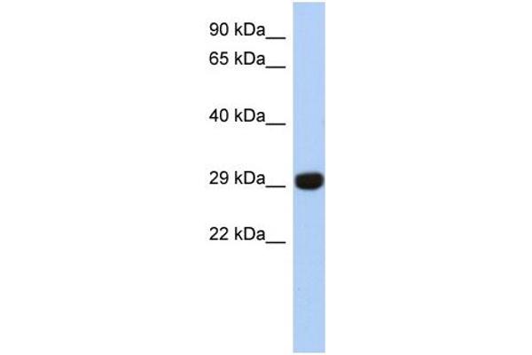 FN3KRP Antikörper  (N-Term)