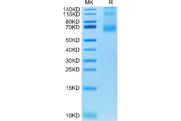TNFSF4 Protein (Trimer) (His-DYKDDDDK Tag)