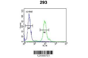 Image no. 2 for anti-Kinesin Light Chain 2 (KLC2) (AA 403-432), (C-Term) antibody (ABIN653755)