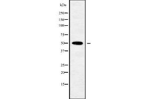 Image no. 2 for anti-POU Class 3 Homeobox 3 (POU3F3) (N-Term) antibody (ABIN6264362)