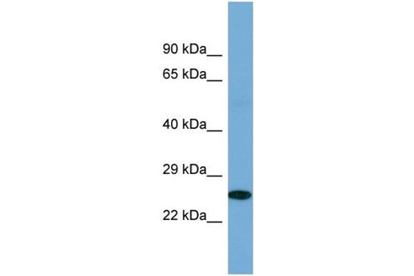 anti-POU Class 2 Homeobox 3 (POU2F3) (C-Term) antibody
