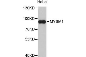 Image no. 1 for anti-Myb-Like, SWIRM and MPN Domains 1 (MYSM1) antibody (ABIN1875438)