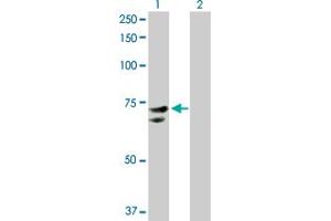 NR1D2 antibody  (AA 1-579)