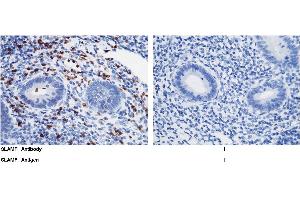 Image no. 1 for anti-Signaling Lymphocytic Activation Molecule Family Member 1 (SLAMF1) (AA 1-258) antibody (ABIN1997633)