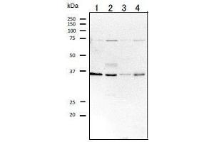 anti-Ras-Related GTP Binding A (RRAGA) (full length) antibody