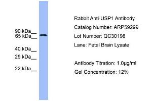 Image no. 2 for anti-Ubiquitin Specific Peptidase 1 (USP1) (C-Term) antibody (ABIN2788015)