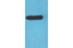 Image no. 2 for anti-Claudin 3 (CLDN3) antibody (ABIN6260865)