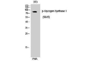 Image no. 1 for anti-Glycogen Synthase 1 (Muscle) (GYS1) (pSer645) antibody (ABIN3182519)