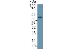 Image no. 2 for anti-Annexin A3 (ANXA3) (AA 184-318) antibody (ABIN1176347)