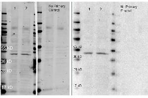 Western Blotting (WB) image for Goat anti-Rabbit IgG (Heavy & Light Chain) antibody (HRP) (ABIN964977)