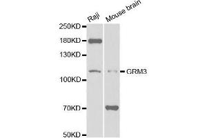 Image no. 1 for anti-Glutamate Receptor, Metabotropic 3 (GRM3) antibody (ABIN3016218)