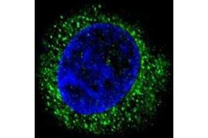 Image no. 2 for anti-alpha-2-HS-Glycoprotein (AHSG) (AA 254-284), (C-Term) antibody (ABIN950366)