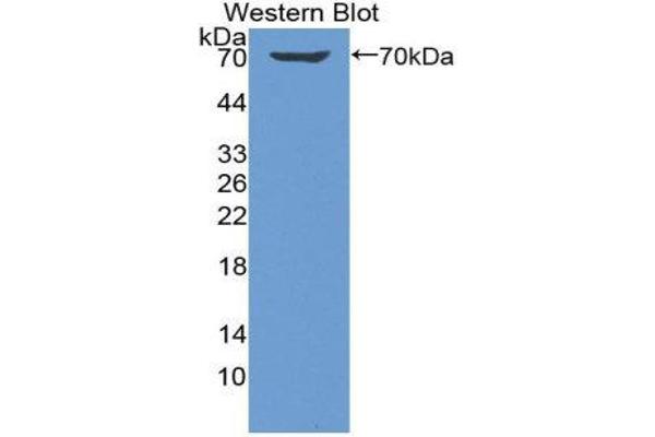 KIR2DL1 antibody  (AA 22-348)