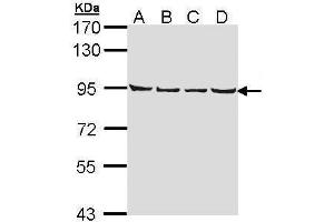Image no. 5 for anti-Leucine Zipper-EF-Hand Containing Transmembrane Protein 1 (LETM1) (C-Term) antibody (ABIN2856867)