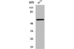 Western Blot analysis of HuvEc cells using ZNF397 Polyclonal Antibody