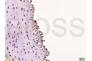 Image no. 2 for anti-Cyclin D3 (CCND3) (AA 121-220) antibody (ABIN671571)