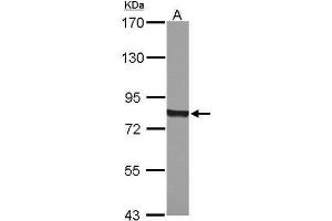 Image no. 1 for anti-P450 (Cytochrome) Oxidoreductase (POR) (C-Term) antibody (ABIN2854937)