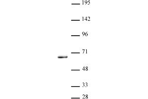 Image no. 1 for anti-Kruppel-Like Factor 5 (Intestinal) (KLF5) (N-Term) antibody (ABIN6972262)