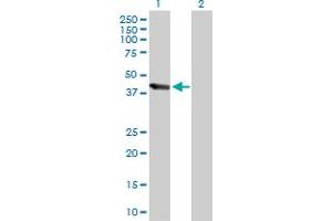 Western Blot analysis of UBE3C expression in transfected 293T cell line by UBE3C MaxPab polyclonal antibody.