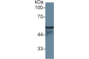 Image no. 2 for anti-Keratin 4 (KRT4) (AA 317-454) antibody (ABIN1172975)